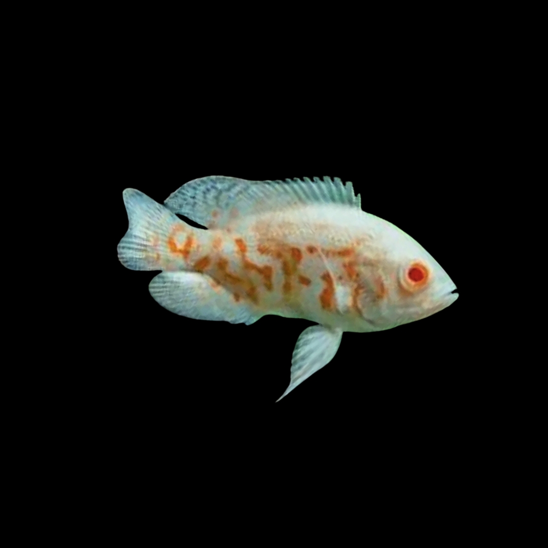 アルビノ・タイガーオスカーの飼い方｜人懐っこい大型ペットフィッシュ 
