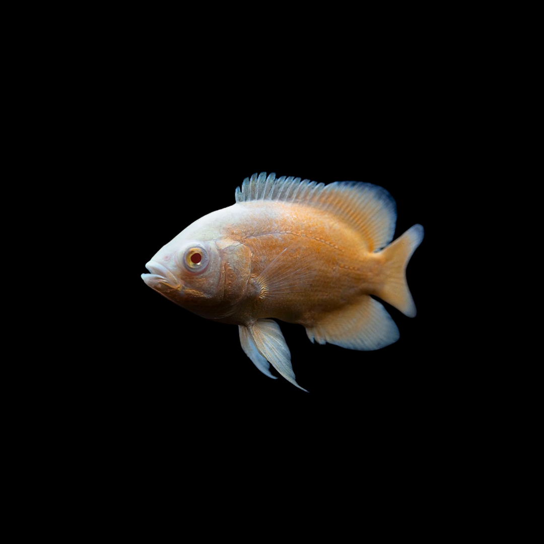 アルビノ・レッドオスカーの飼い方｜人によく懐く大型魚の飼育法を解説
