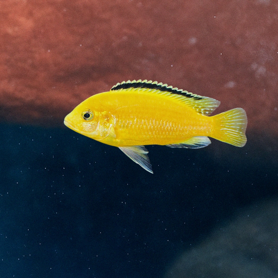 カエルレウスの飼育ガイド｜美しい黄色のシクリッド！水温・餌・混泳 