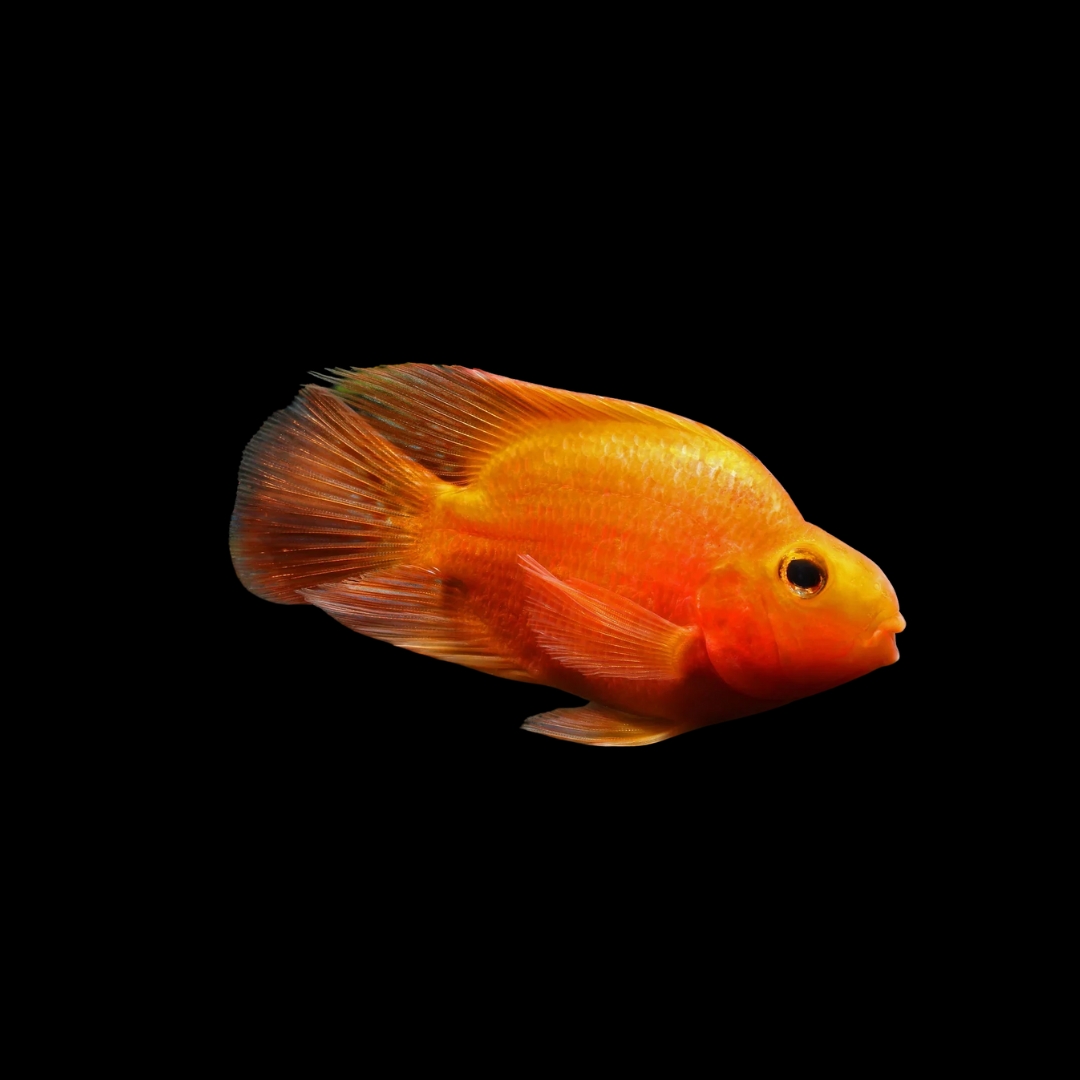キングコングパロットの飼い方｜ユニークな形の愛嬌ある大型魚を解説