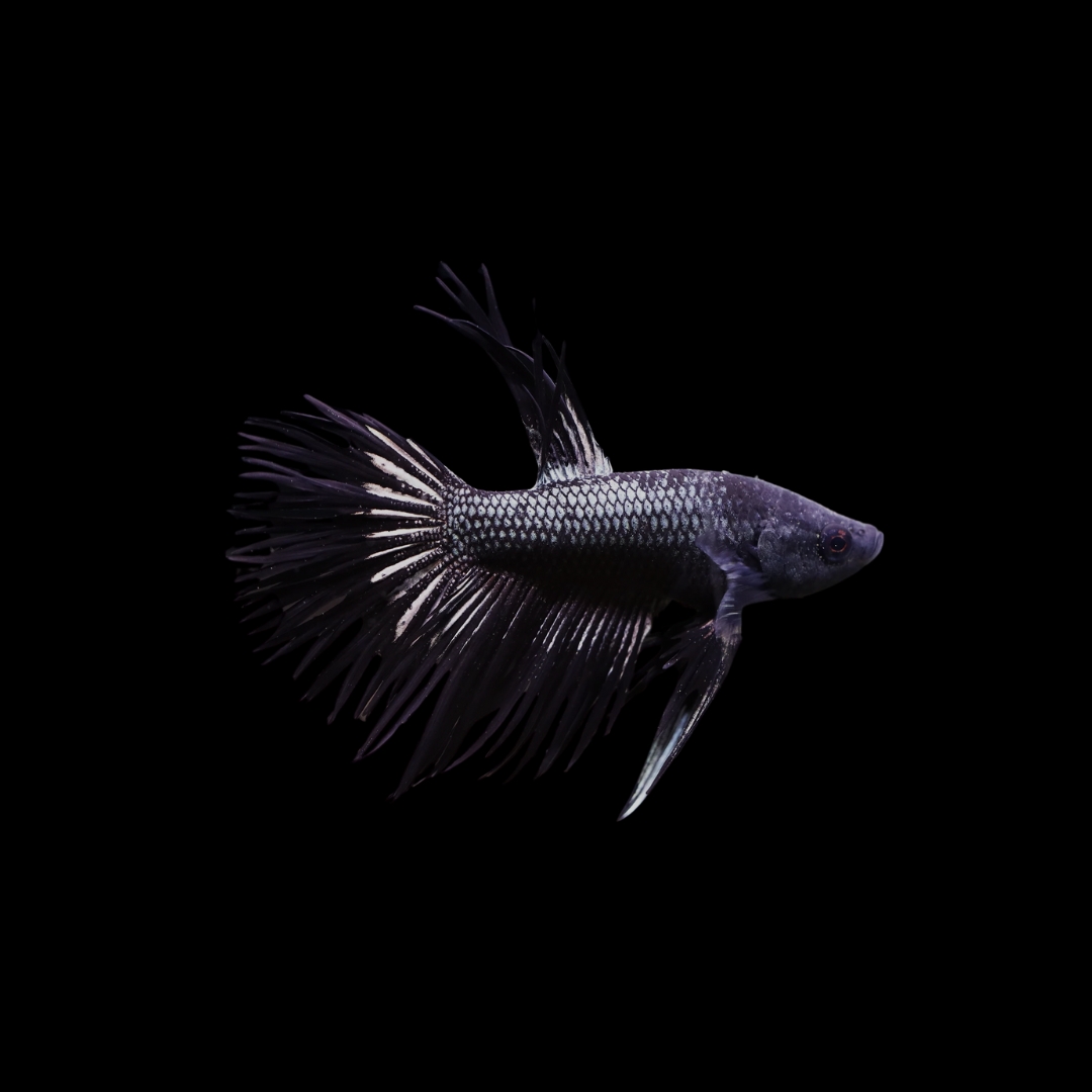 クラウンテール・ベタ（ブラックオーキッド）の飼育ガイド｜漆黒の王冠 