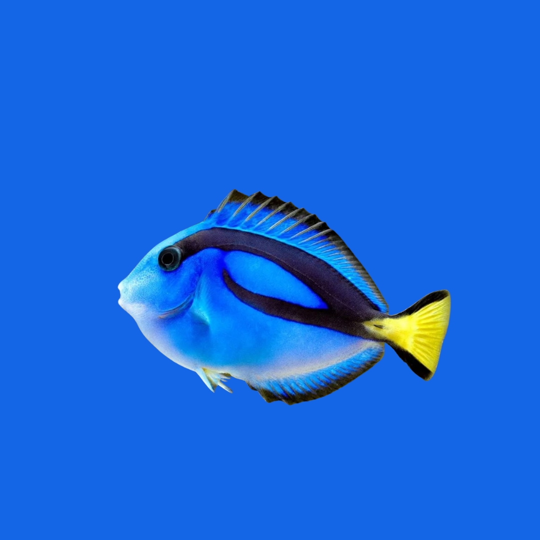 ナンヨウハギの飼育ガイド｜美しい青い魚！水温・餌・混泳・白点病 