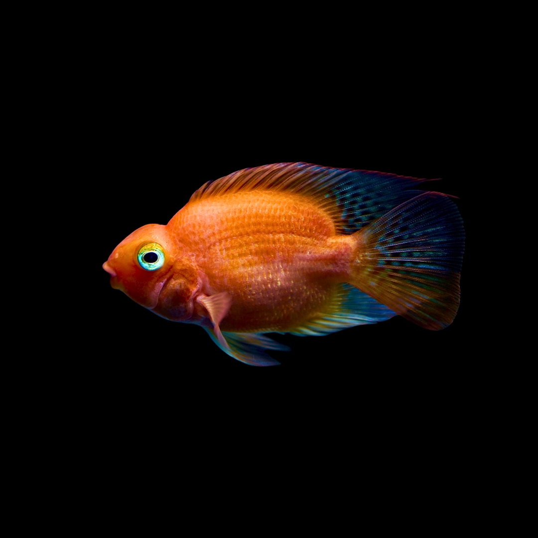 パープルパロットの飼い方｜紫色のユニークな魚、飼育の注意点も解説