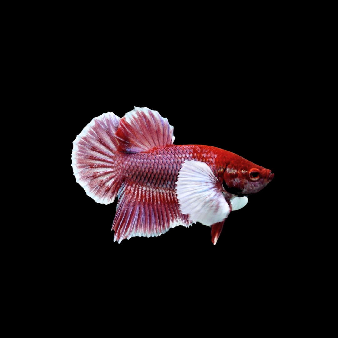 ハーフムーン・ベタの飼育ガイド｜混泳できる？水温・餌・飼育のコツ 