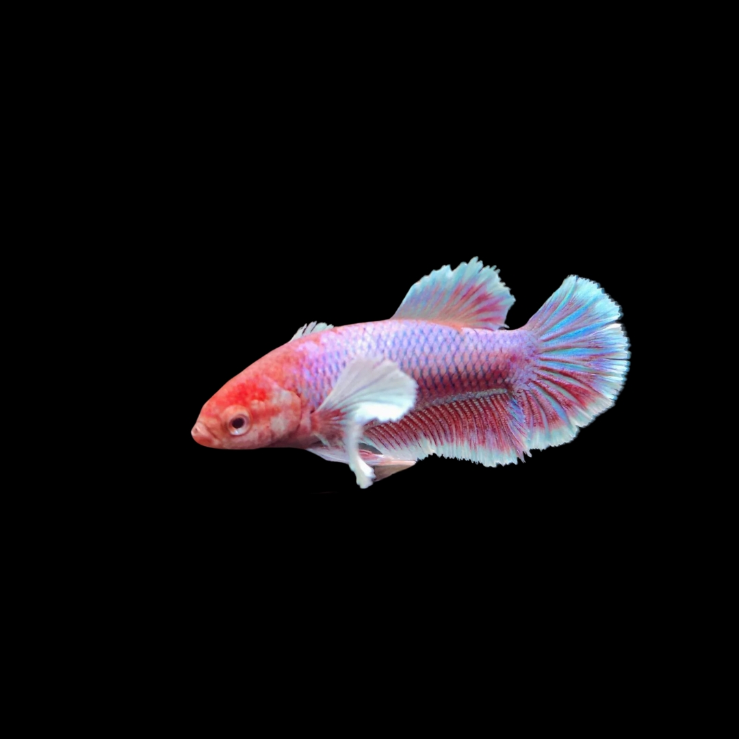 プラガット・ハーフムーン・ダンボ（メス）の飼育ガイド｜大きな胸ビレ 