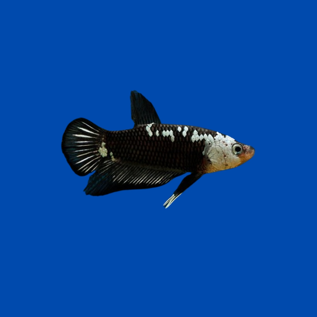 ブラックサムライベタ(オス)の飼育ガイド|鎧を纏う闘魚!水温