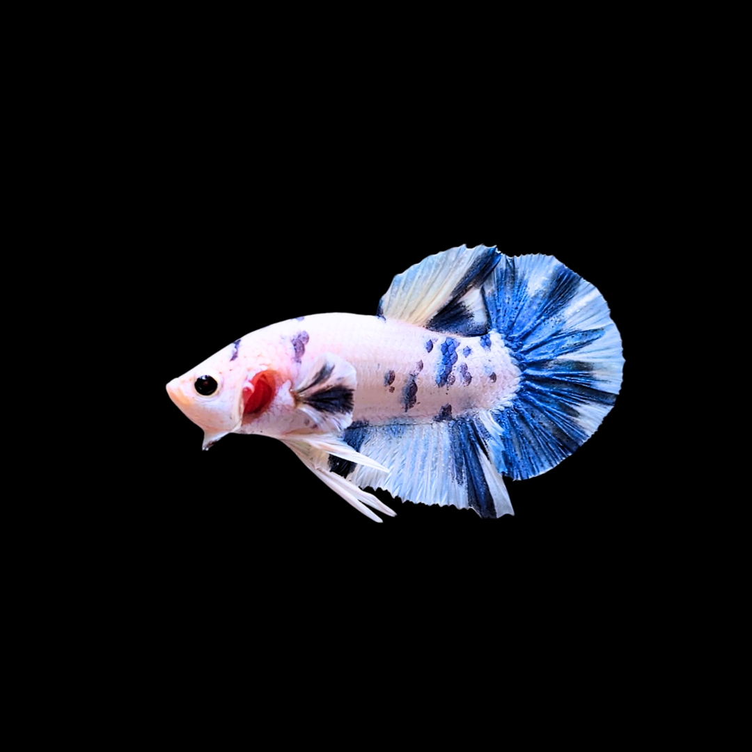 ブルーマーブルベタ（オス）の飼育ガイド｜マーブル模様が美しい闘魚 