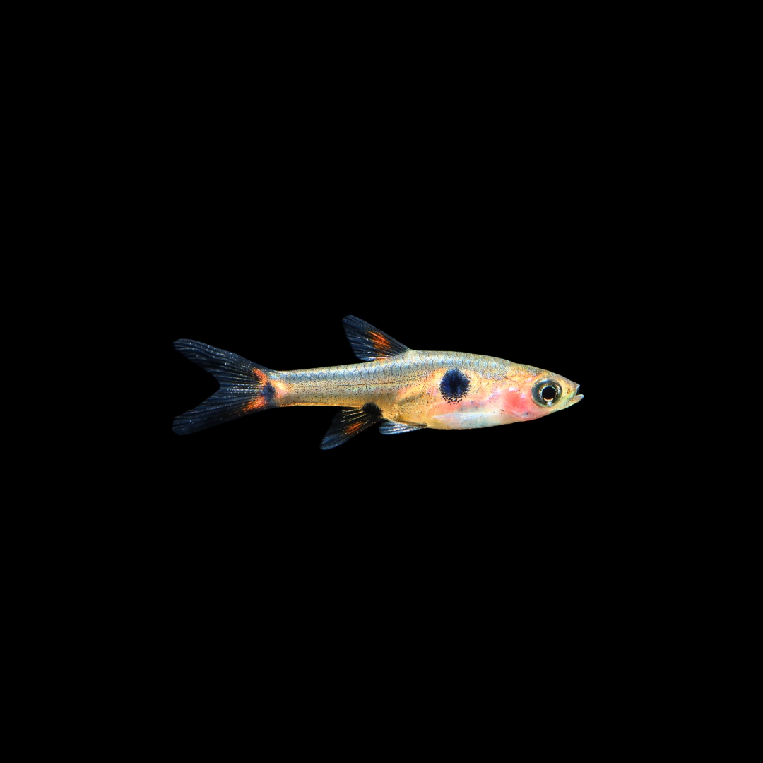 ブラックサムライベタ(オス)の飼育ガイド|鎧を纏う闘魚!水温