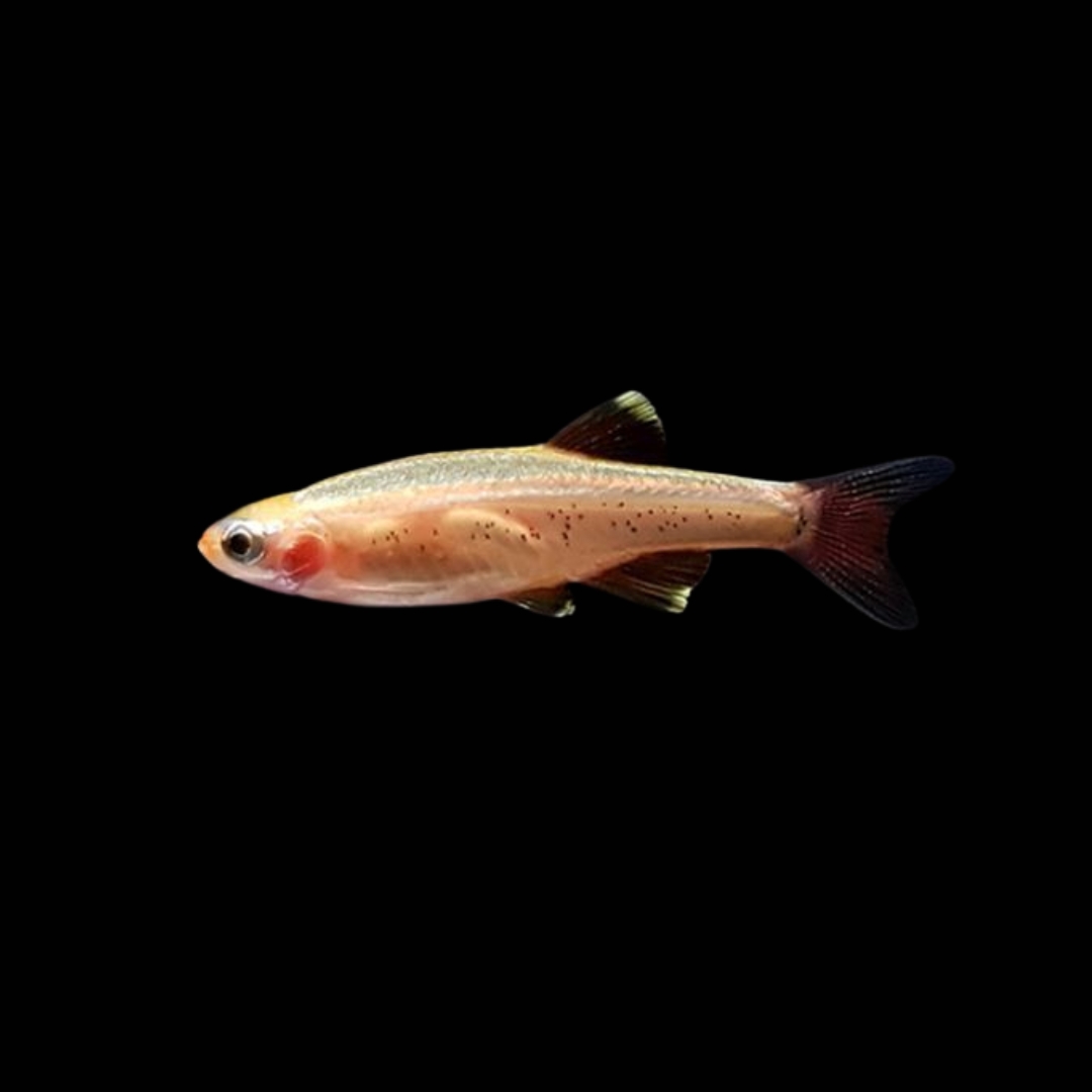 ゴールデンアカヒレの飼育ガイド｜丈夫で美しい入門魚！水温・餌・混泳 