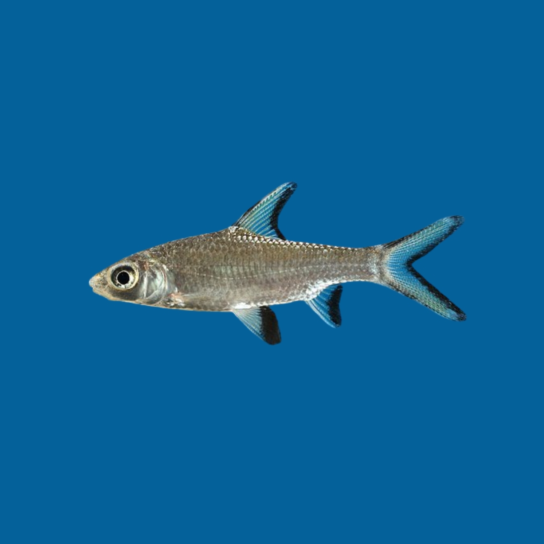 シルバーシャークの飼育ガイド｜サメに似た大型魚！水温・餌・混泳 