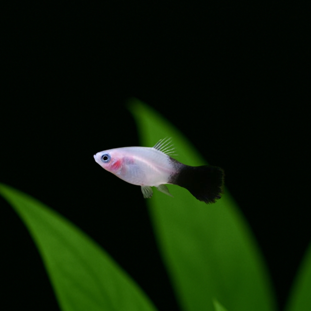 パンダ・プラティの飼い方｜入門種！繁殖・値段・寿命 | アクアリウム図鑑