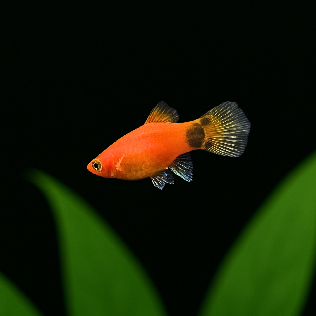レッドミッキーマウス・プラティの飼い方｜入門種！繁殖・値段 