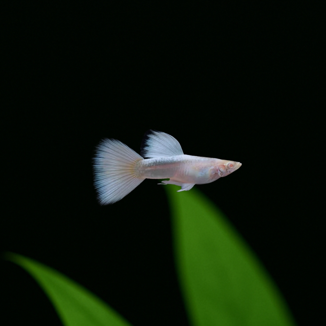 RREAドイツイエロータキシードの飼い方｜人気のアルビノ品種！繁殖 