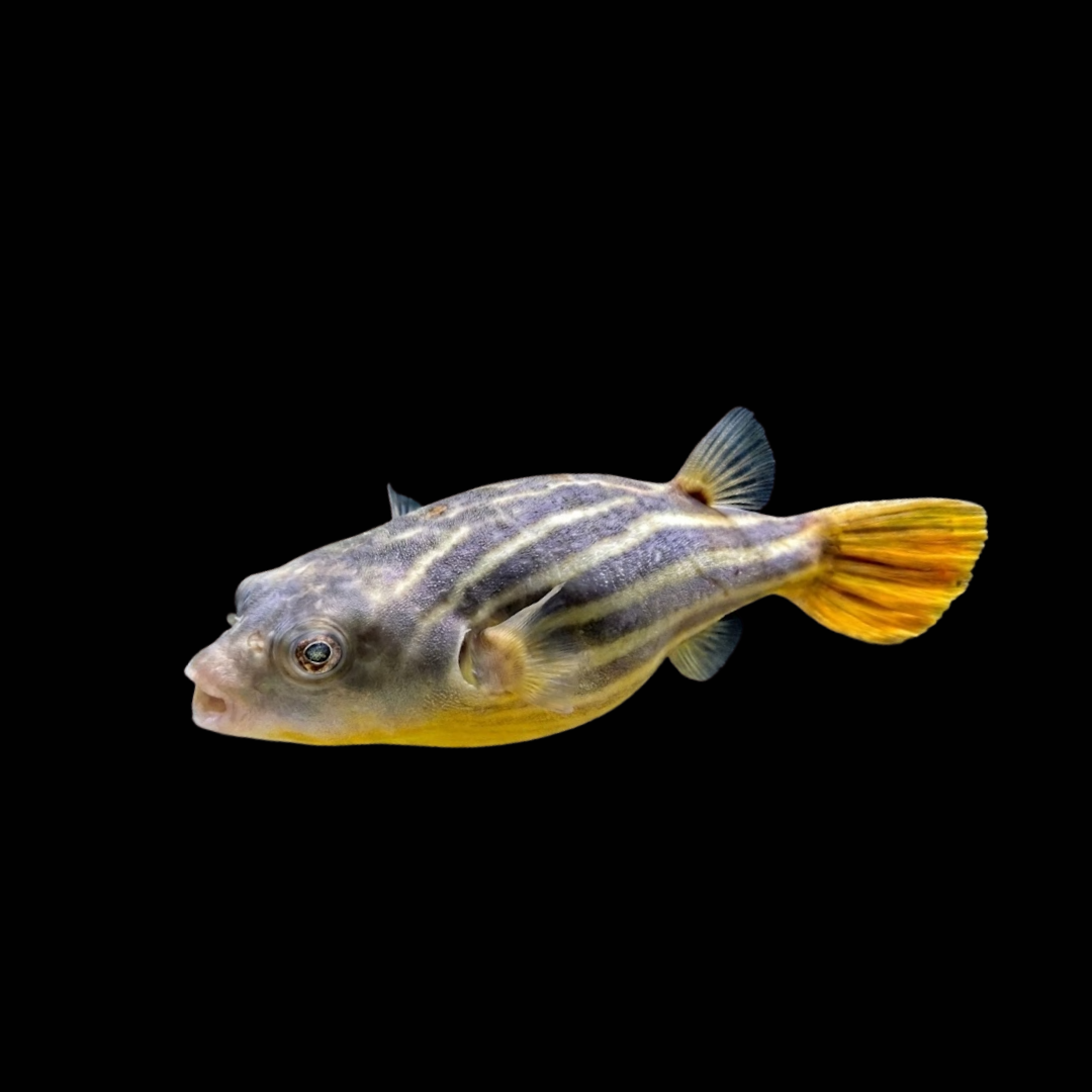 テトラオドン・ファハカの飼育ガイド｜巨大淡水フグ！混泳は絶対不可 