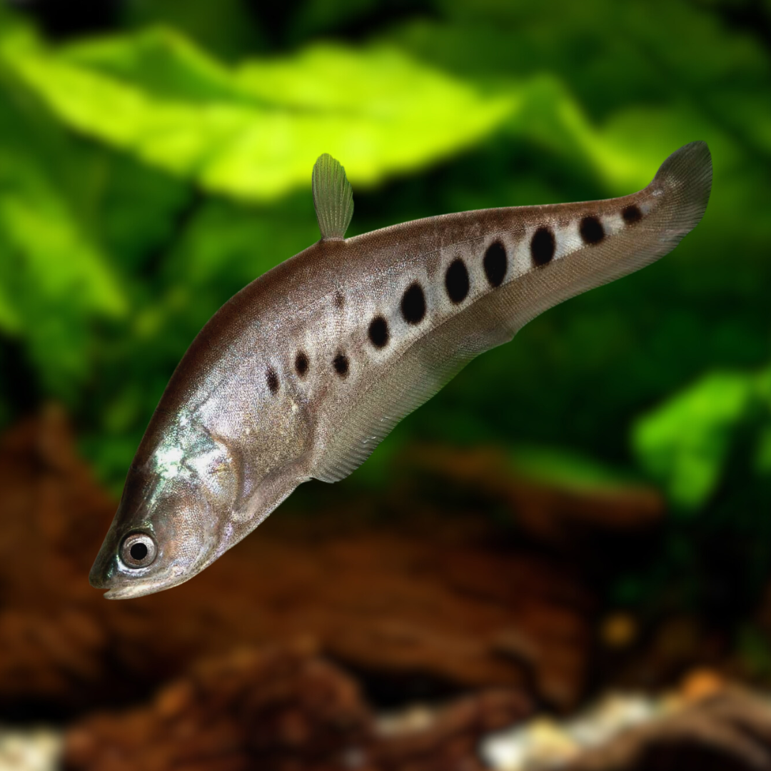スポッテッド・ナイフフィッシュの飼育ガイド｜大型古代魚！混泳・餌 