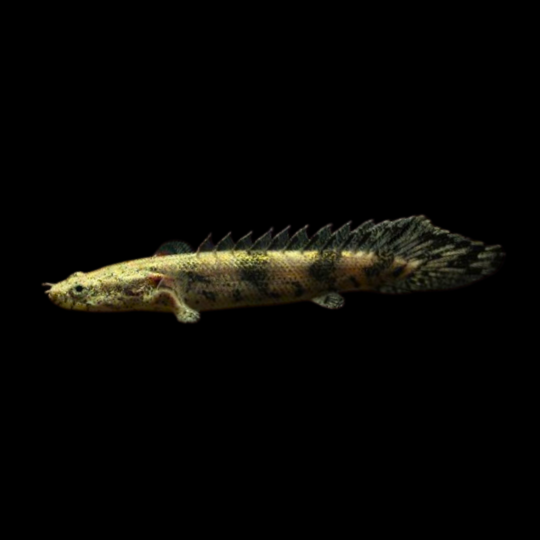 ポリプテルス・エンドリケリーの飼育ガイド｜恐竜魚！混泳・餌 