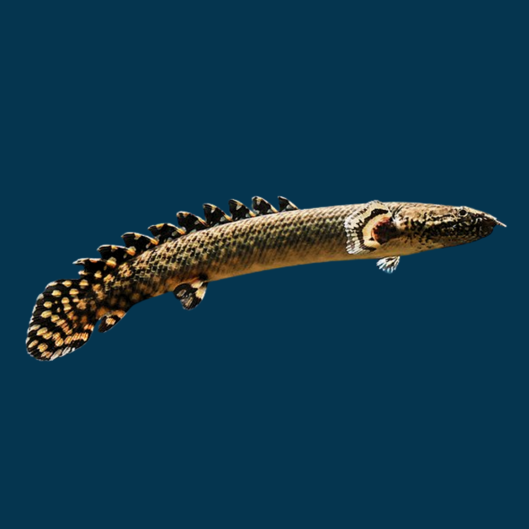 ポリプテルス・オルナティピニスの飼育ガイド｜最も美しい恐竜魚！混泳 