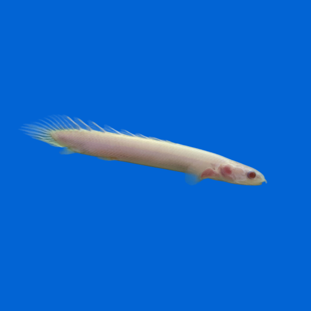 ポリプテルス・セネガルス・アルビノの飼育ガイド｜人気の恐竜魚！混泳 