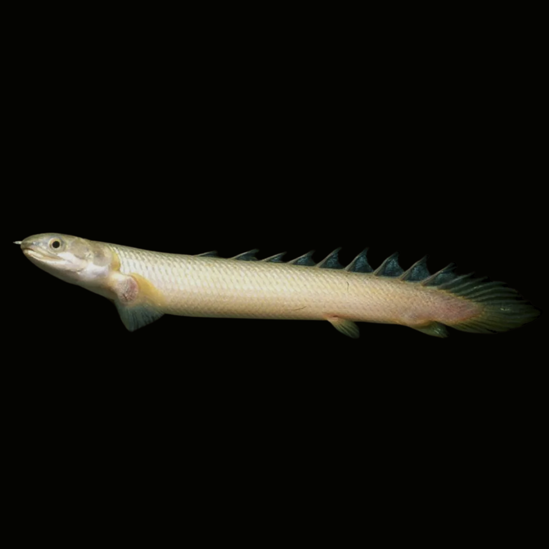 ポリプテルス・セネガルスの飼育ガイド｜人気の恐竜魚入門種！混泳・餌 