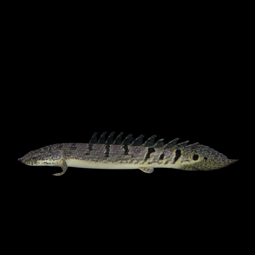 ポリプテルス・デルヘッジの飼育ガイド｜人気の恐竜魚！混泳・餌 