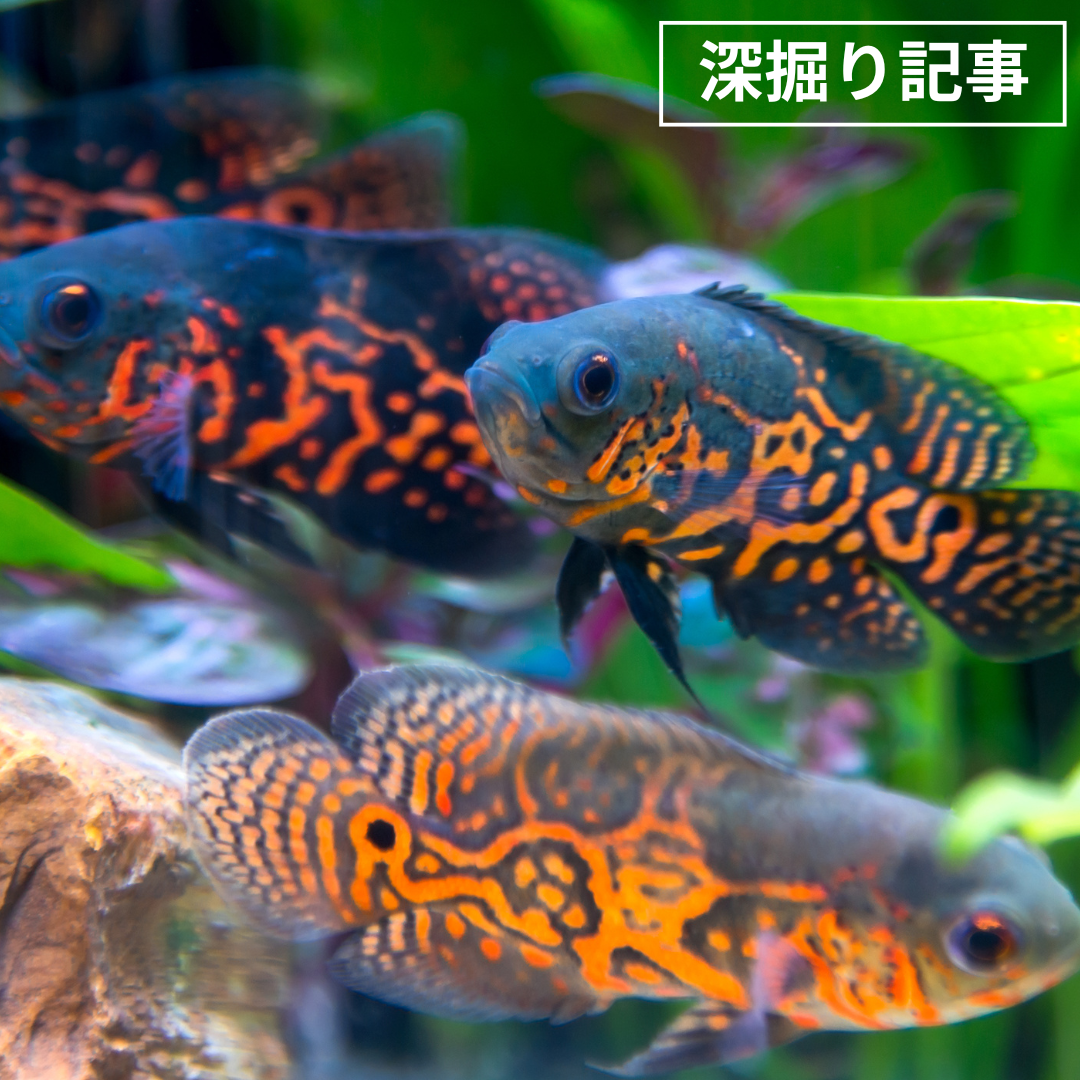 オスカーとは？生態・飼育・品種・外来種問題を解説
