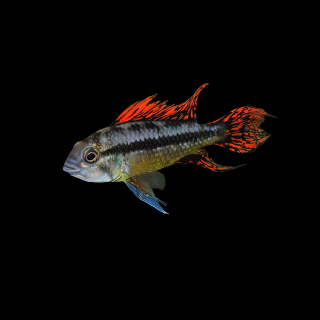 アピストグラマ・カカトイデス・ダブルレッドの飼育ガイド｜人気の 