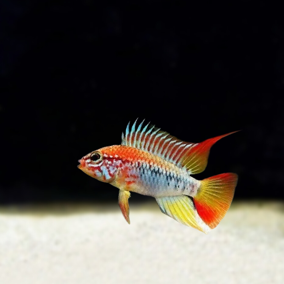 アピストグラマ・ヴィエジタ・スーパーレッドの飼育ガイド｜燃えるよう 