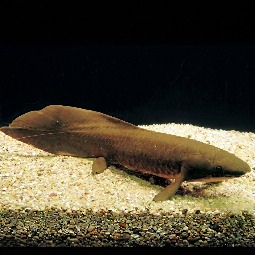 ネオケラトドゥス・フォルステリー|生きた化石オーストラリアハイギョ ネオケラトドゥス・フォルステリー|生きた化石オーストラリアハイギョ