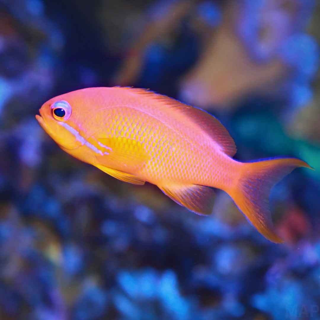 アカネハナゴイ (Nemanthias dispar) 飼育ガイド｜長期飼育のコツと 