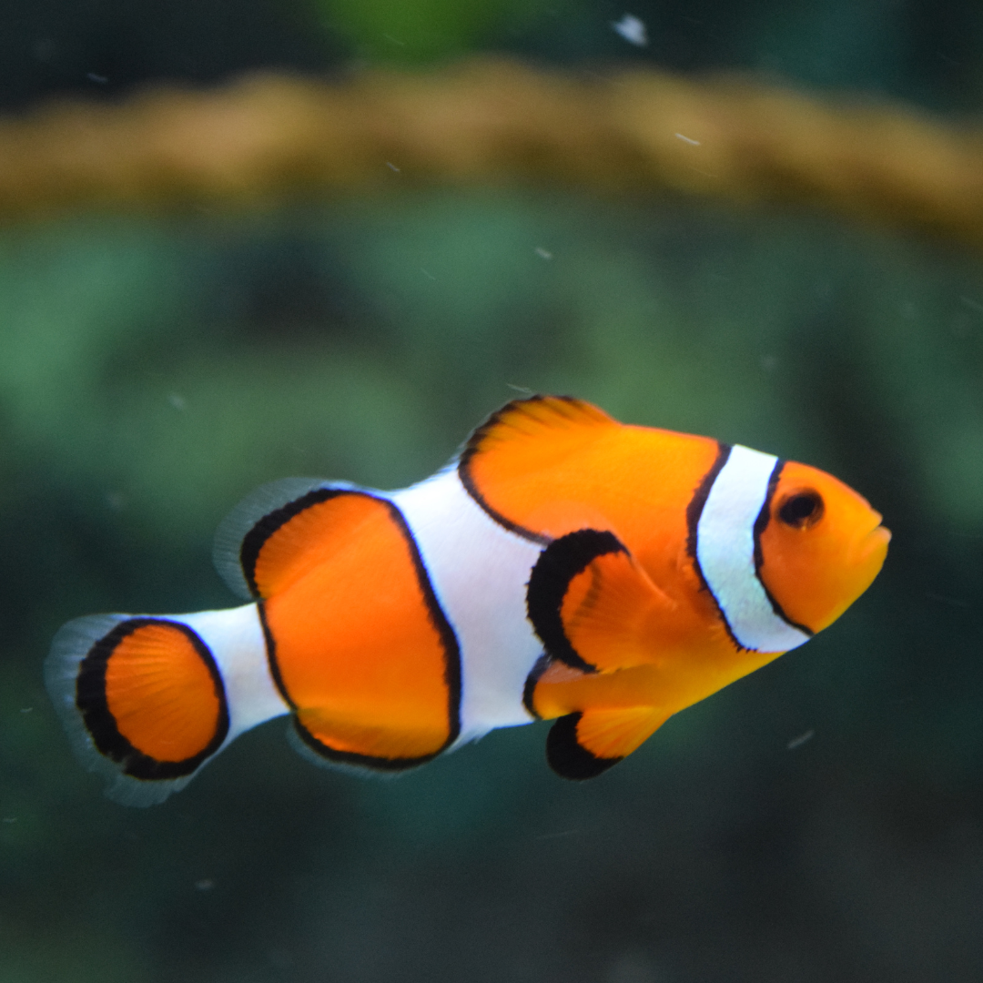 カクレクマノミの飼育ガイド｜ニモで人気の海水魚 | アクアリウム図鑑