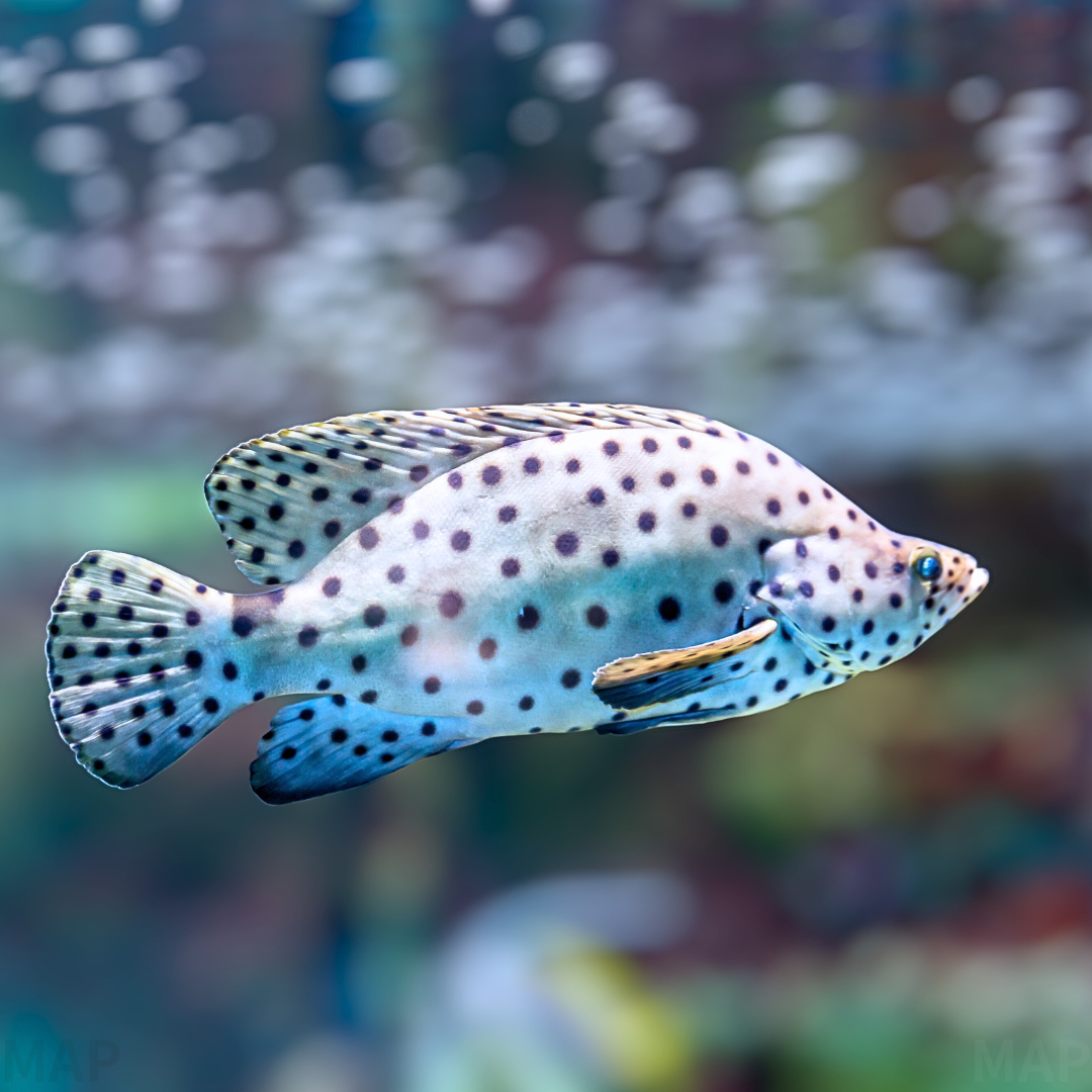 サラサハタ飼育ガイド｜美しい幼魚から超大型魚への変貌 