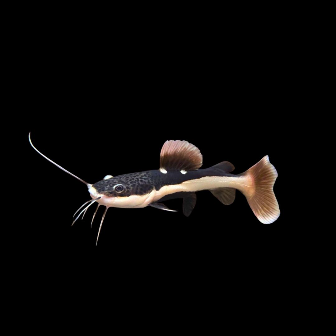 レッドテールキャット飼育ガイド｜アマゾンの河の巨人 | アクアリウム図鑑