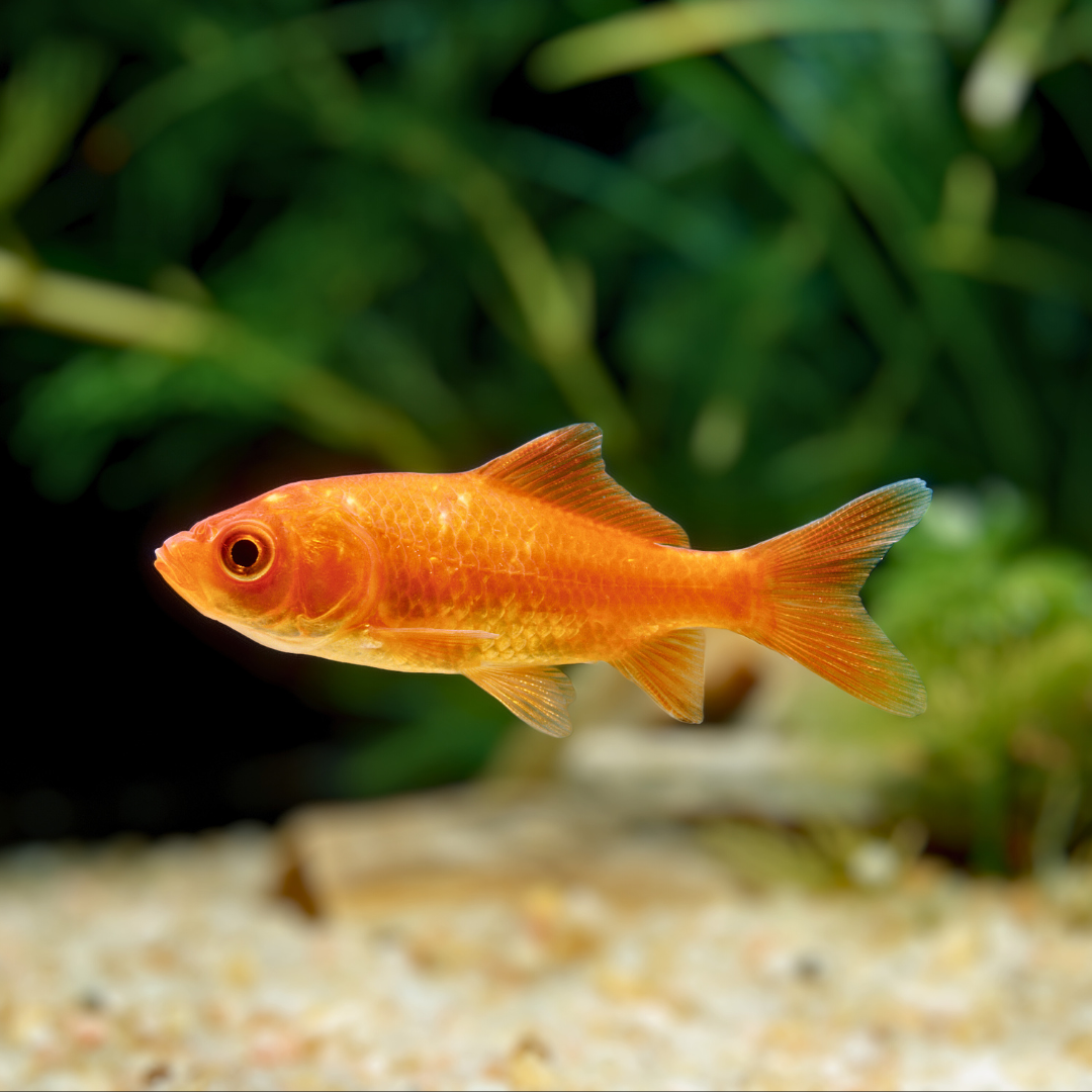 姉金の飼育ガイド｜丈夫で飼いやすい金魚の基本 | アクアリウム図鑑