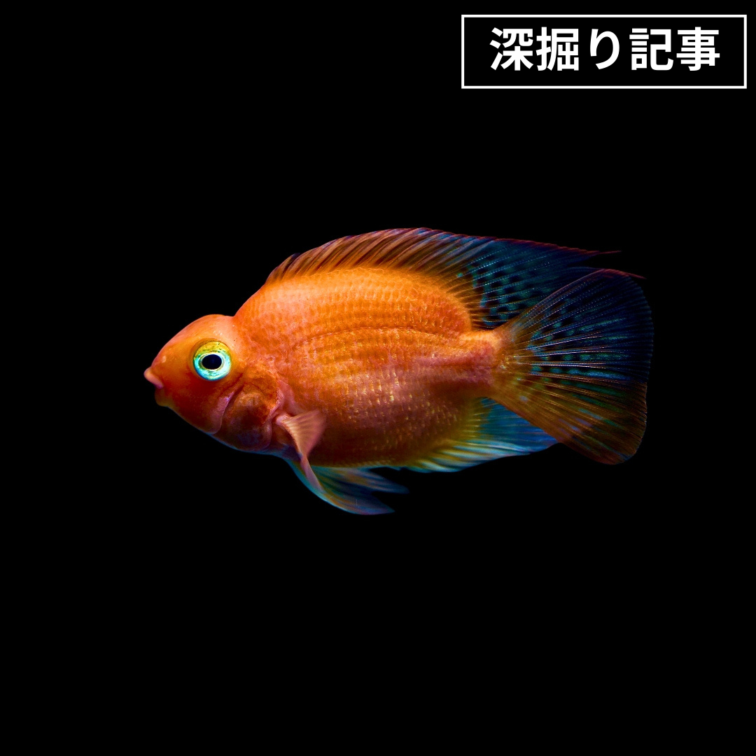 アクアリウムのある暮らし】(大型魚)ブラッドレッドパロットファイヤー 