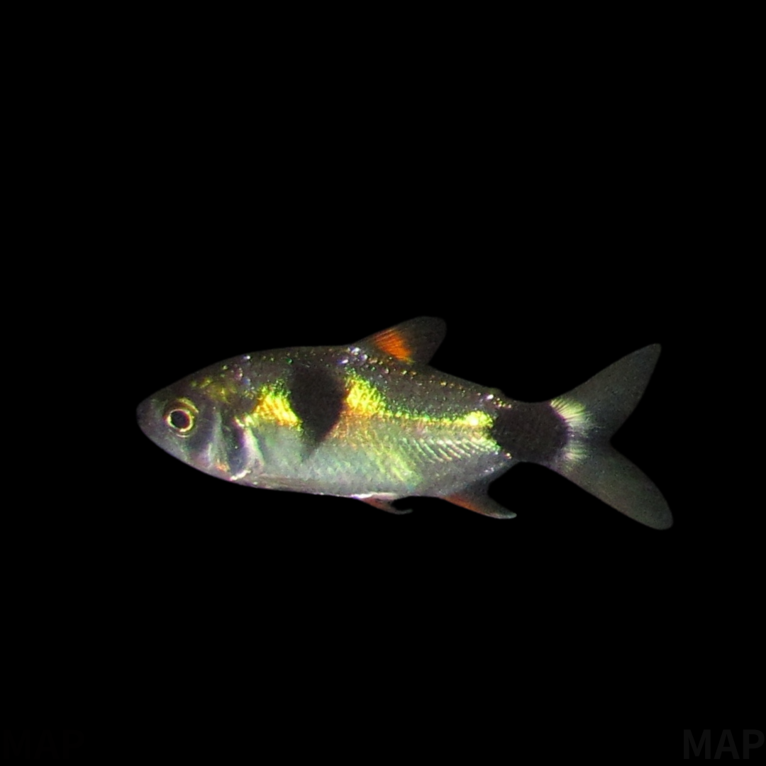 エクソドン・パラドクサスの飼育ガイド｜矛盾を宿す究極の鱗食魚 グラミー　エクソドン