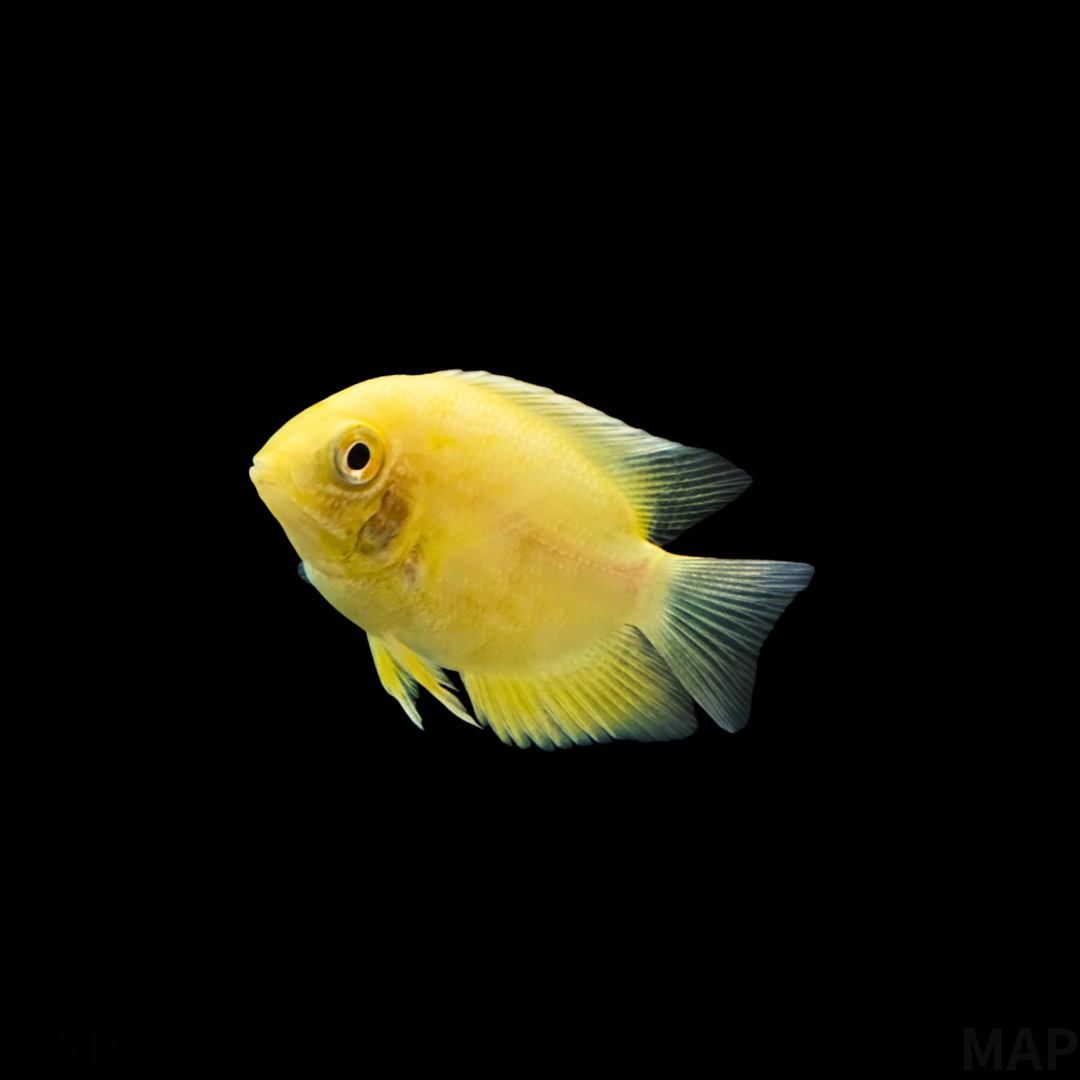 ゴールデンセベラムの飼育ガイド｜水槽に映える黄金の紳士 