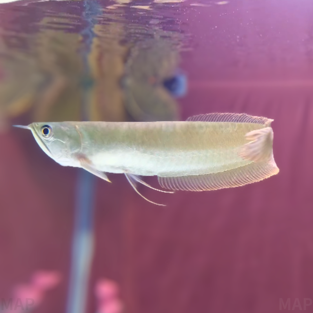 シルバーアロワナの飼育ガイド｜太古の面影を宿すアマゾンの巨魚 