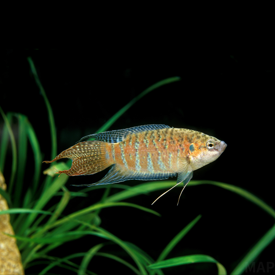 パラダイスフィッシュの飼育ガイド｜アクアリウムの歴史を彩る楽園の魚 