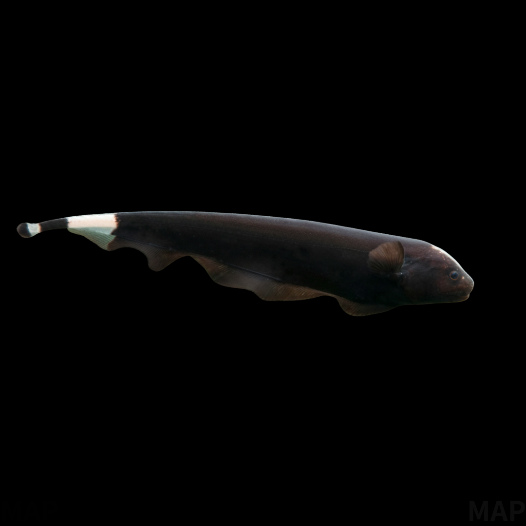 ブラックゴーストの飼育ガイド｜闇夜の航海士 | アクアリウム図鑑