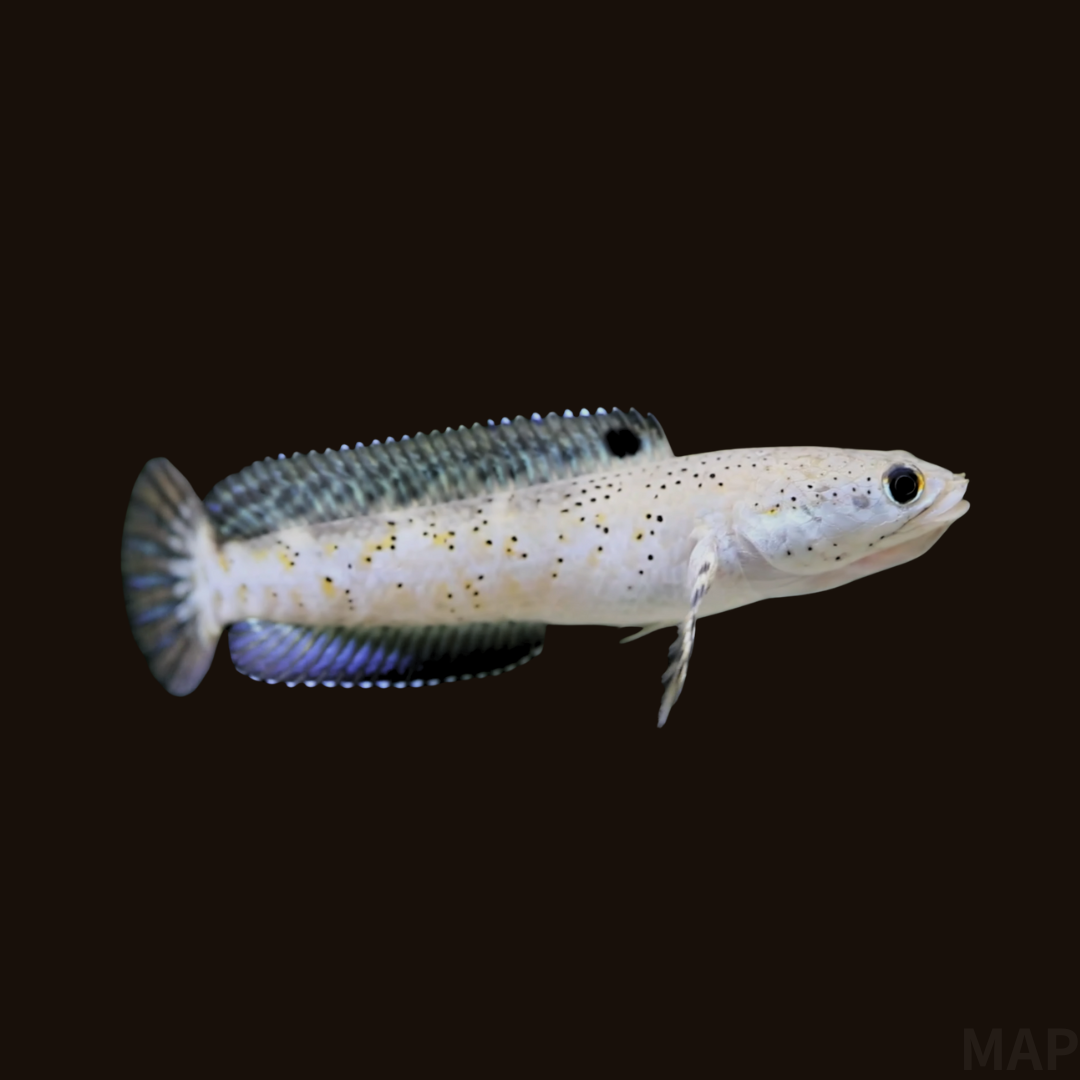 チャンナ・プルクラの飼育ガイド｜ミャンマーの美麗なる渓流魚 
