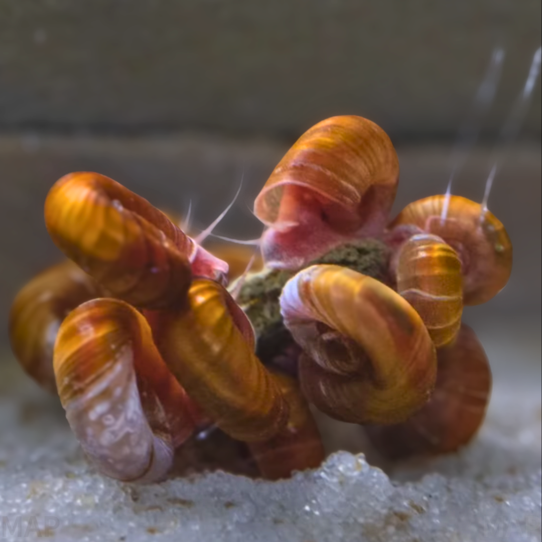 レッドラムズホーンの飼育ガイド｜美しき水槽の貢献者 | アクアリウム図鑑
