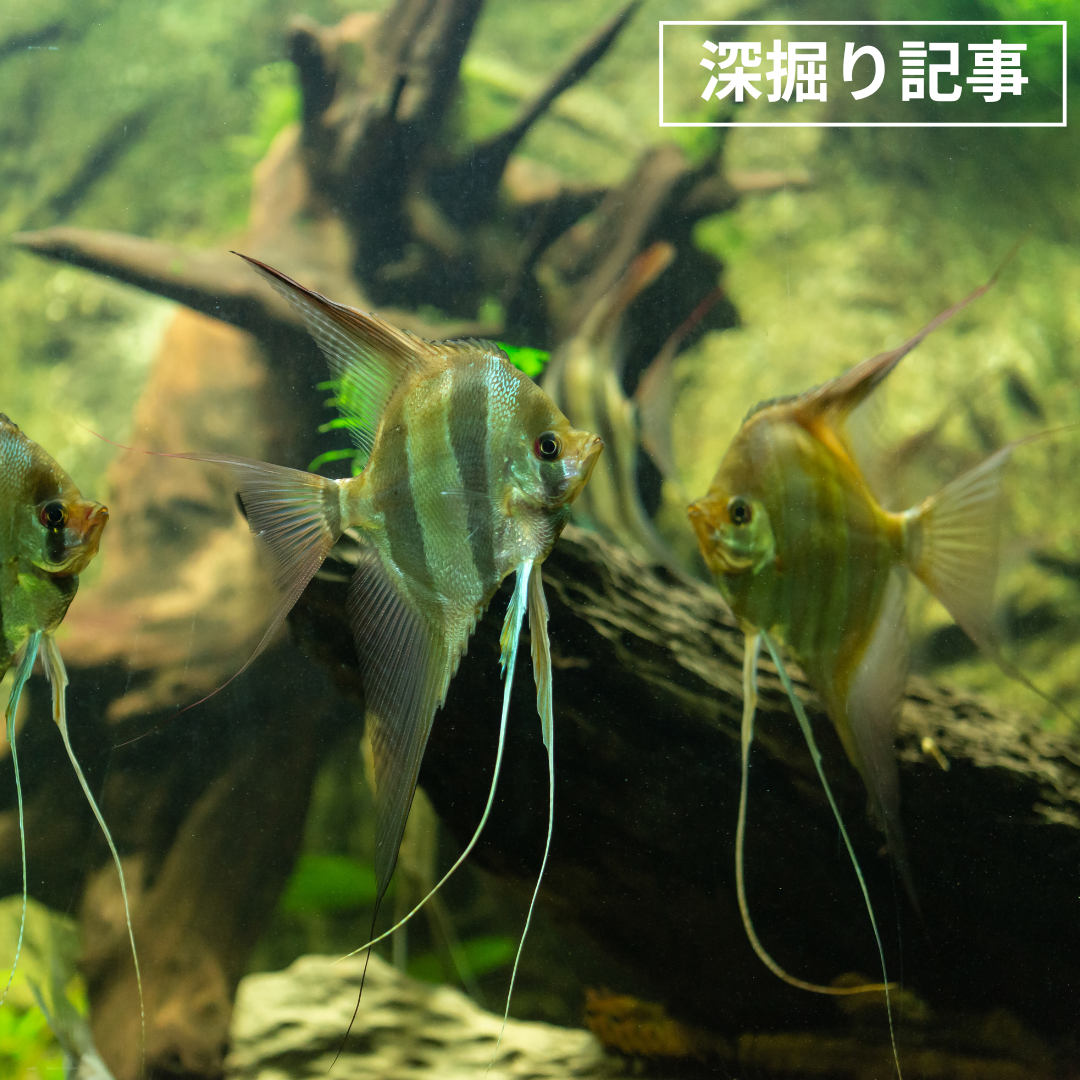 アルタムエンゼルフィッシュのすべて｜生態・分類・飼育・繁殖まで徹底解説