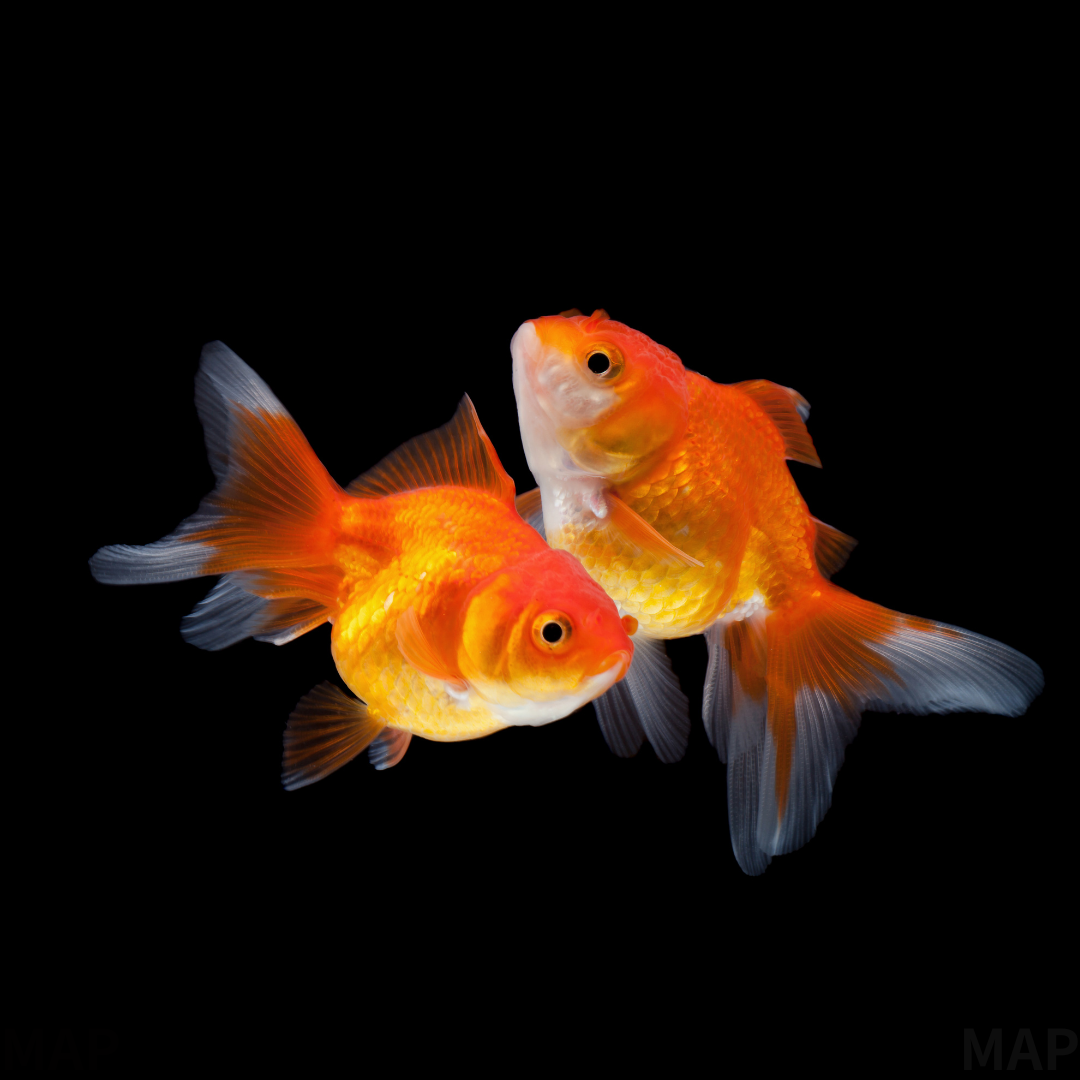 琉金の飼育ガイド|金魚の王様、その歴史と美学 | アクアリウム図鑑