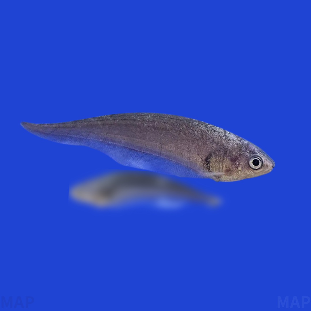 アフリカンナイフフィッシュの飼育ガイド｜古代魚の系譜と夜行性の魅力 
