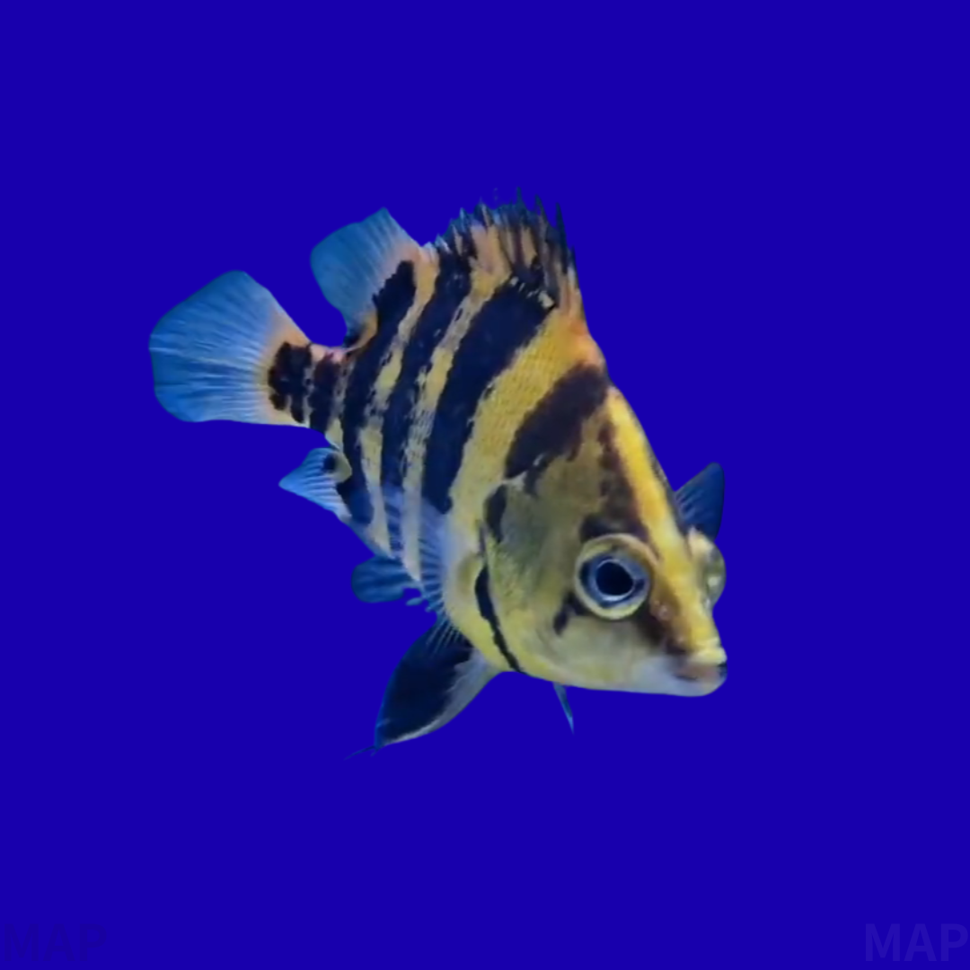 デンキウナギの飼育ガイド｜水中の王者、860Vの衝撃 | アクアリウム図鑑