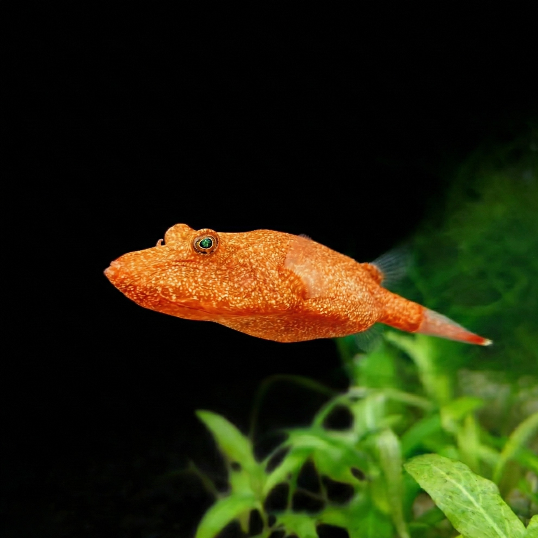 テトラオドン・ミウルスの飼育ガイド｜砂に潜る愛嬌たっぷりのハンター