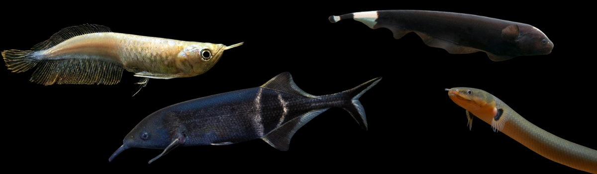 古代魚の仲間 | アクアクリプト