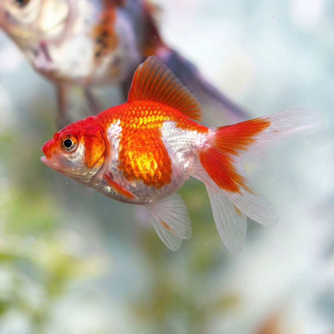 更紗琉金の飼育ガイド｜紅白の美を極める金魚の代表種 | アクアリウム図鑑