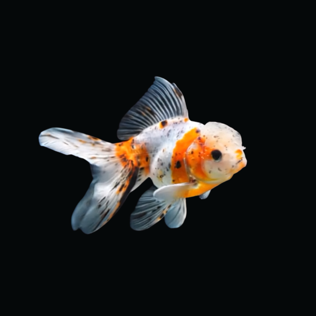 東錦（アズマニシキ）の飼育ガイド｜関東が生んだ渋い青と赤の芸術品 