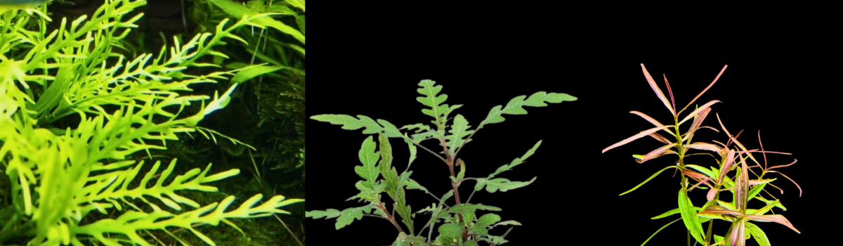 ハイグロフィラ